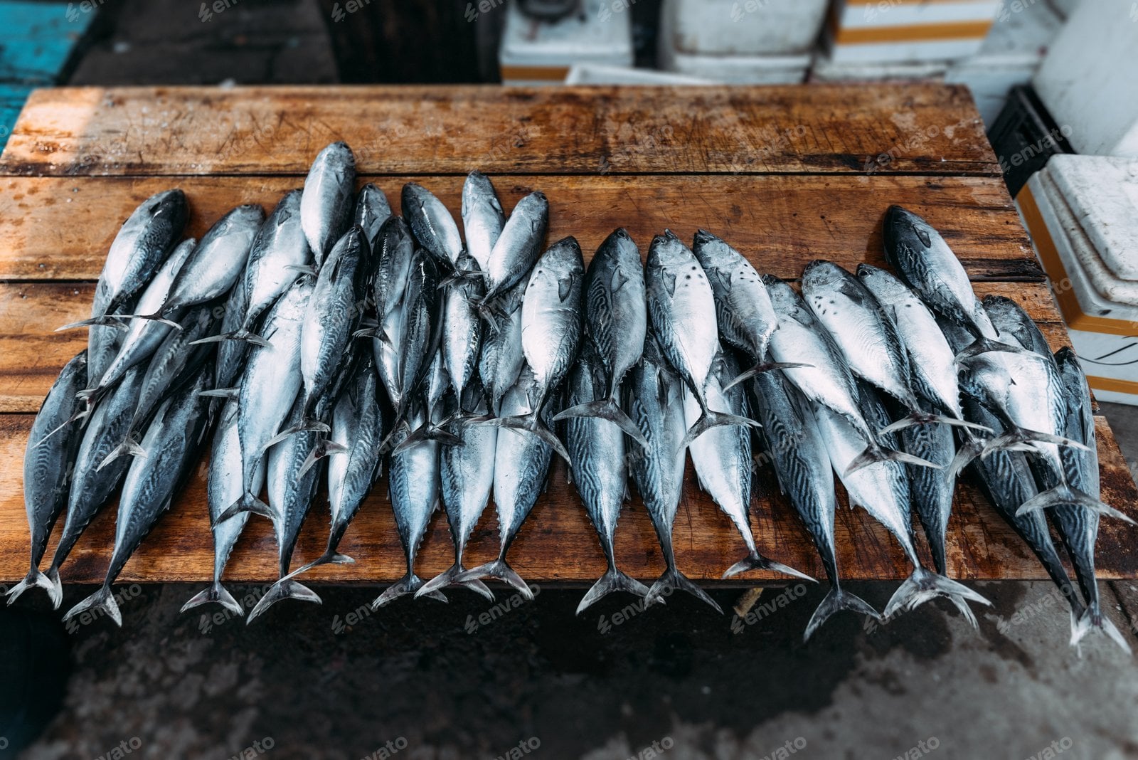 Premium Marine Fish – Bay of Bengal Export Specialist